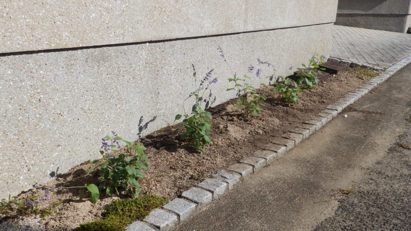 事務所の花壇